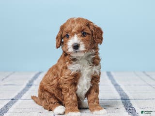 Mini Goldendoodle dogs for sale: Teddy - Ad 4