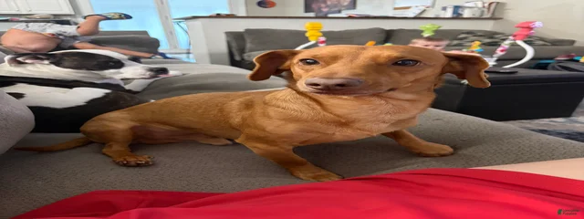 Ace