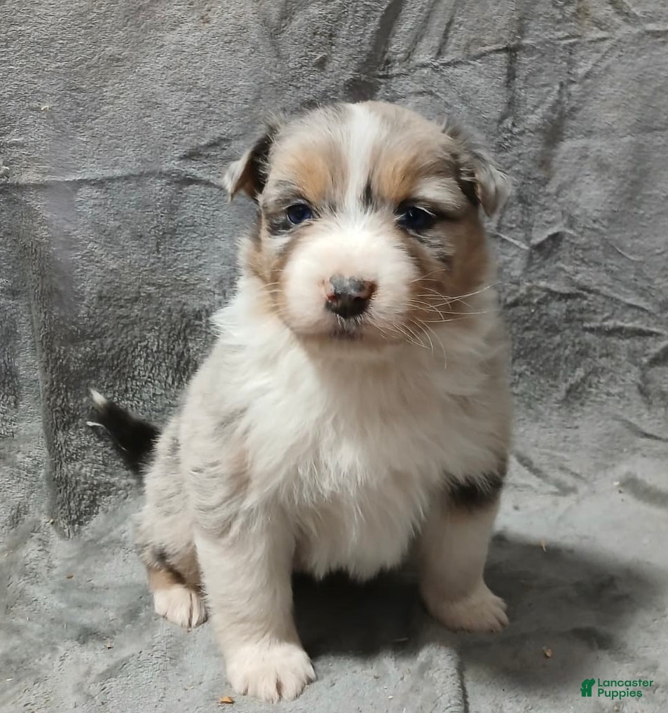 Australian Shepherd dogs Ryder - Ad 17