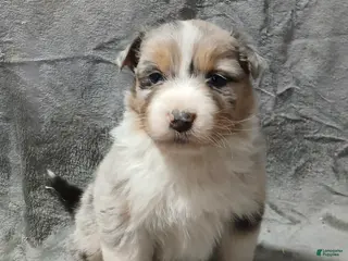 Australian Shepherd dogs Ryder - Ad 17