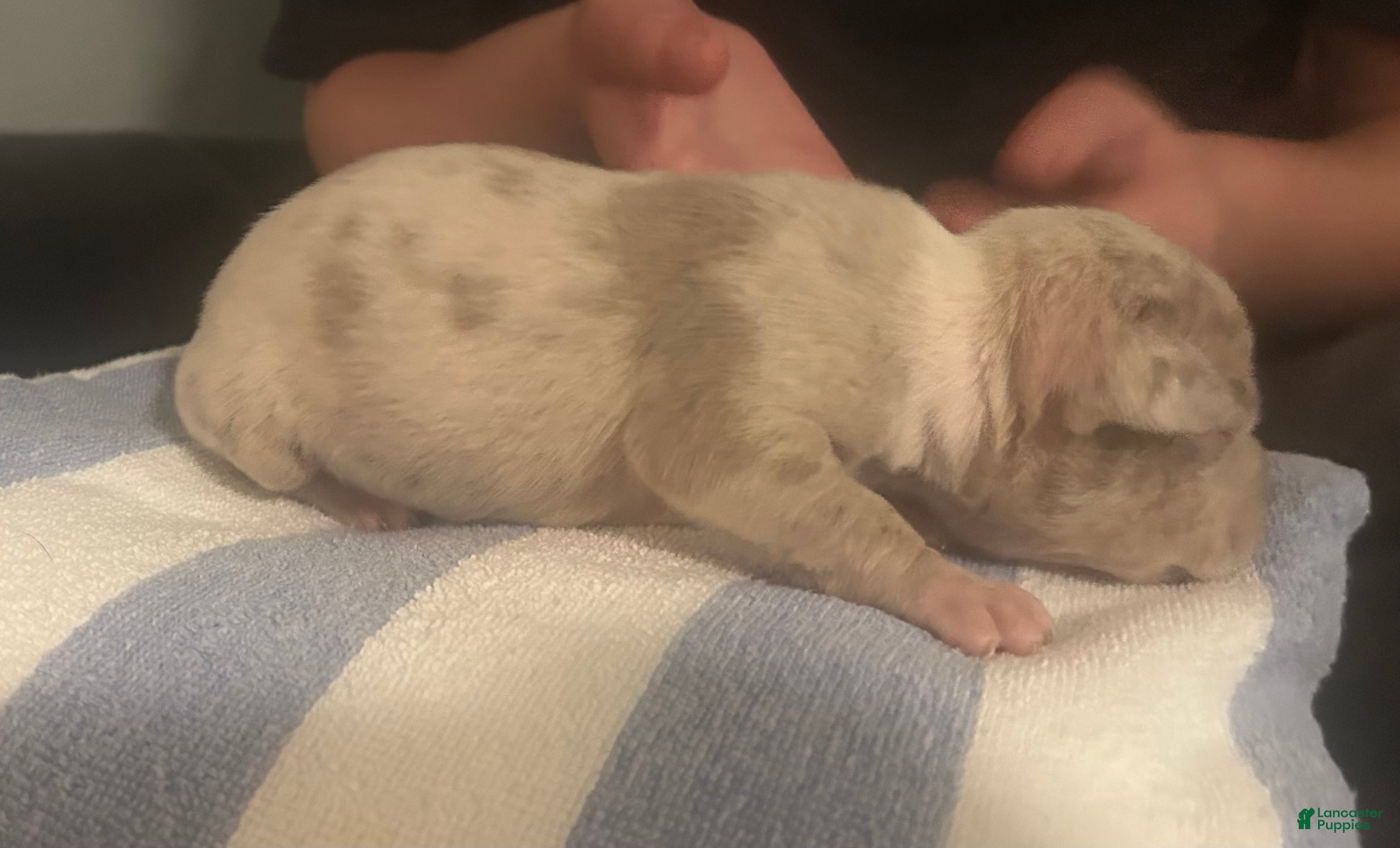 American Bully dogs for sale: Diesel - Ad 2