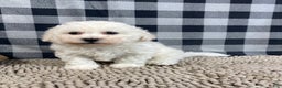 Bichon Frise dogs for sale: Bruce - Ad 1