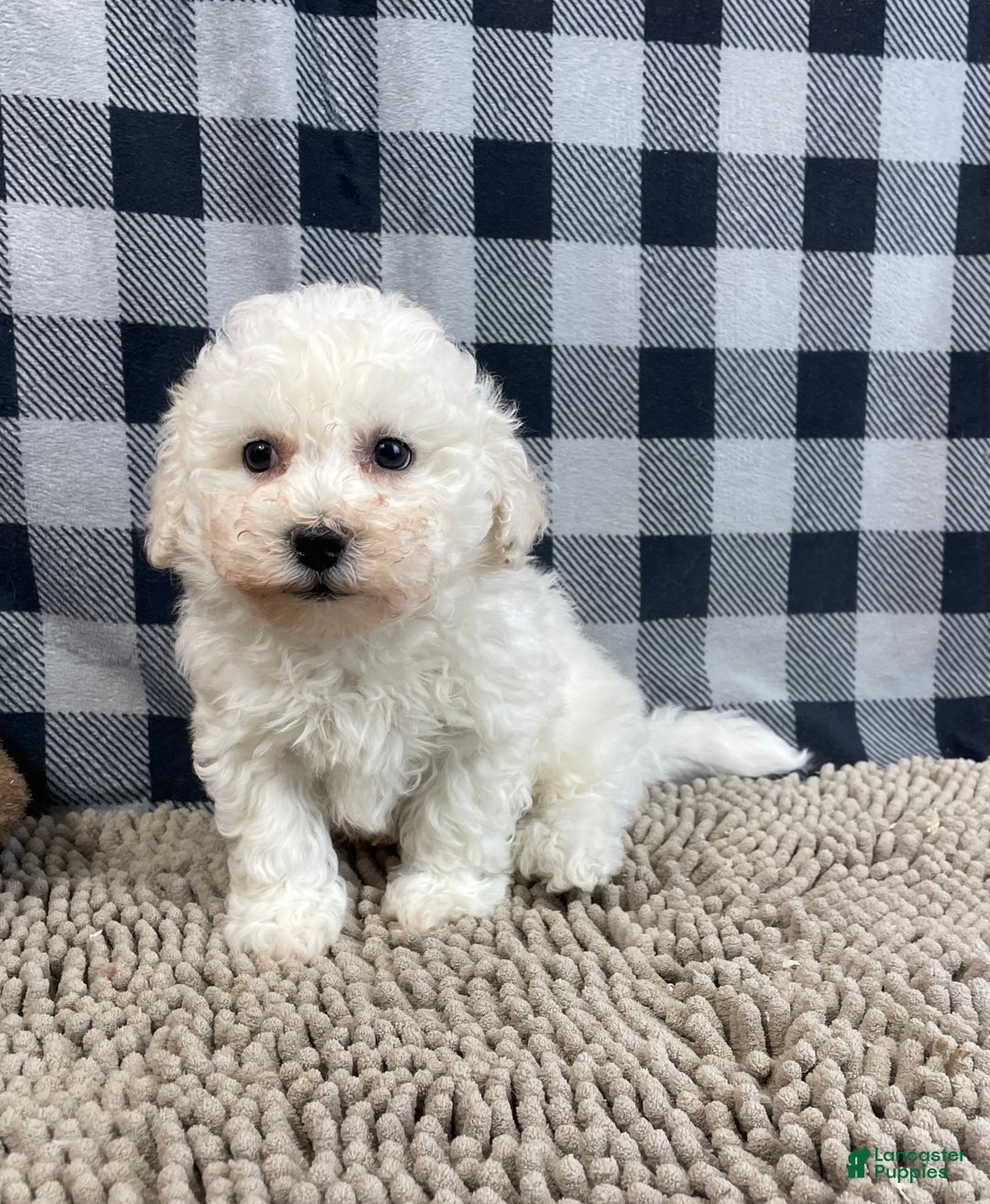 Bichon Frise dogs for sale: Bruce - Ad 1
