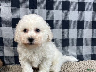 Bichon Frise dogs Bruce - Ad 12