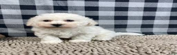 Bichon Frise dogs for sale: Bruce - Ad 1