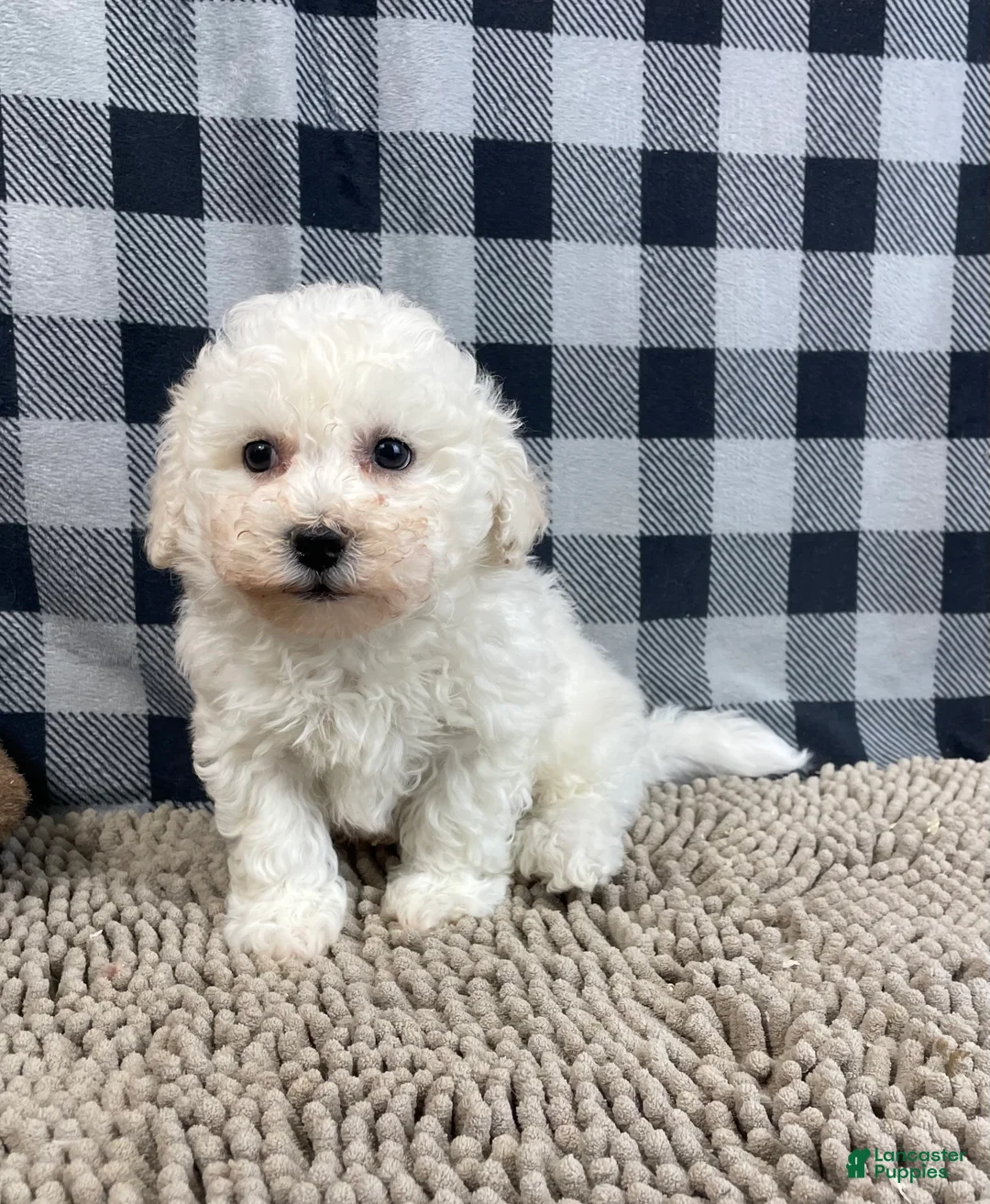 Bichon Frise dogs for sale: Bruce - Ad 1