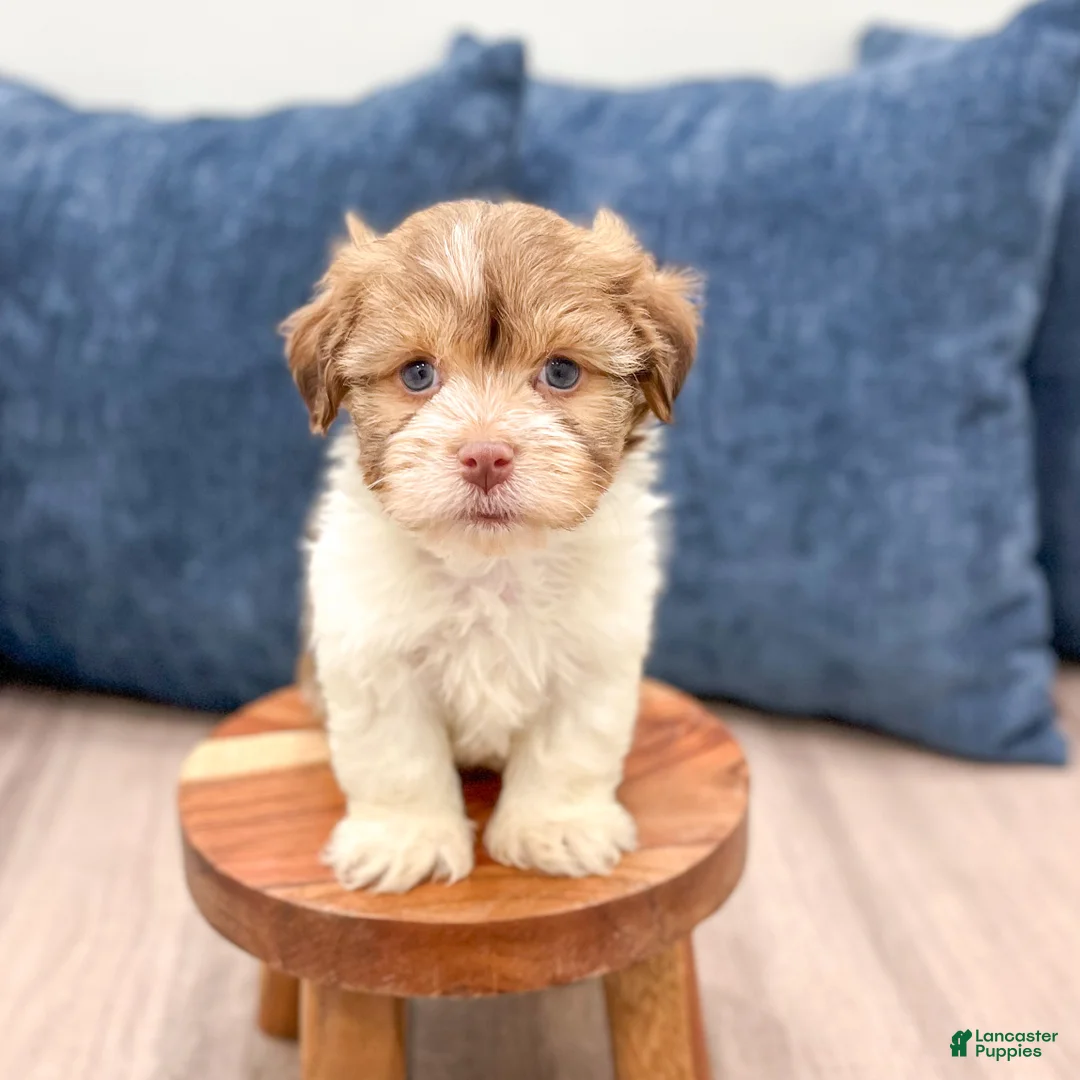 Havanese dogs for sale: Harry - Ad 8
