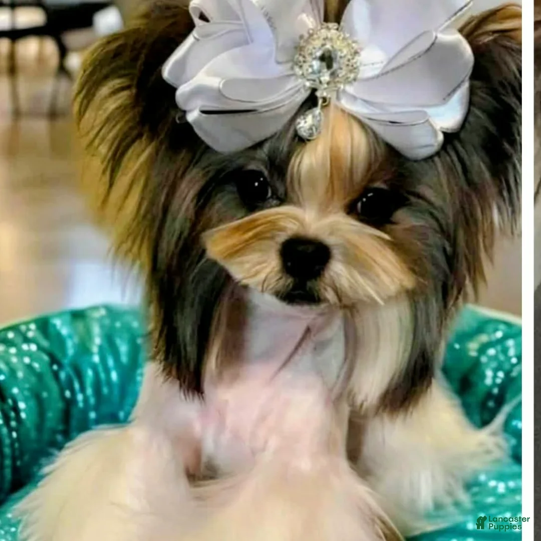 Yorkshire Terrier dogs for sale: Yorkshire puppy 1 is a female - Ad 2