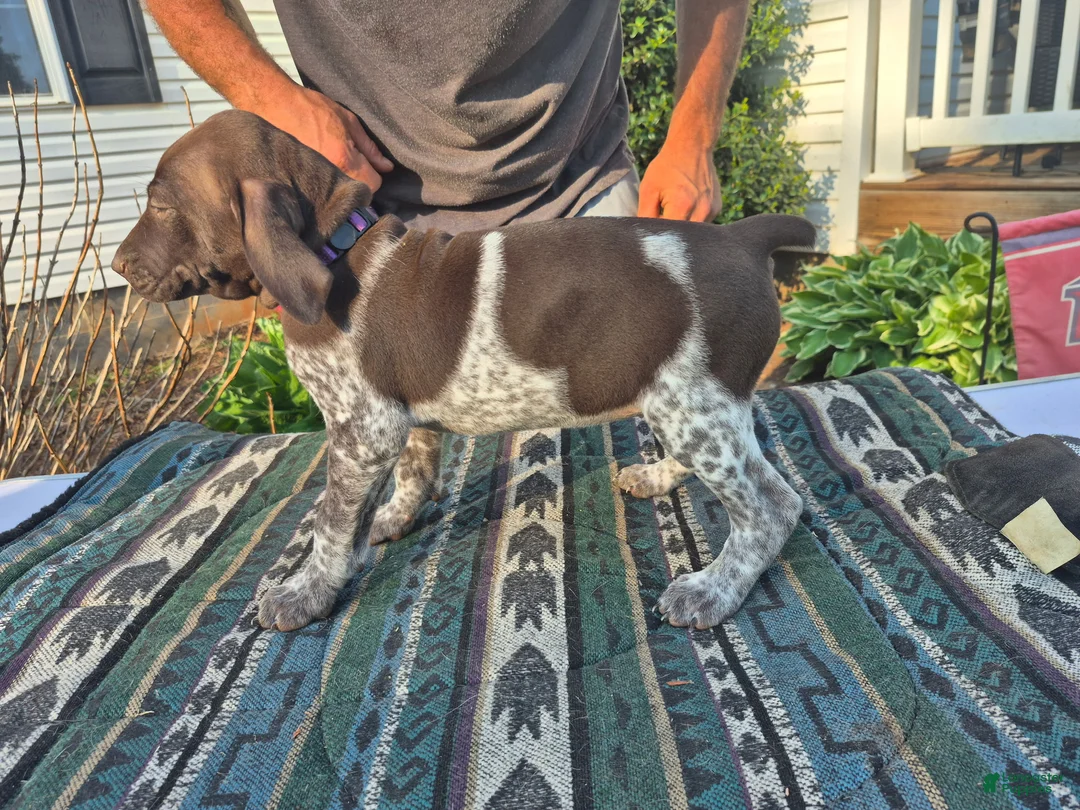 German Shorthaired Pointer dogs for sale: German Shorthaired Pointer Puppy 2 - Ad 4