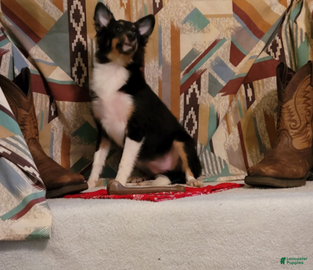 Shetland Sheepdog dogs for sale: Sweetie pie - Ad 1