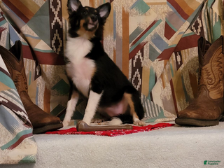 Shetland Sheepdog dogs Sweetie pie - Ad 1