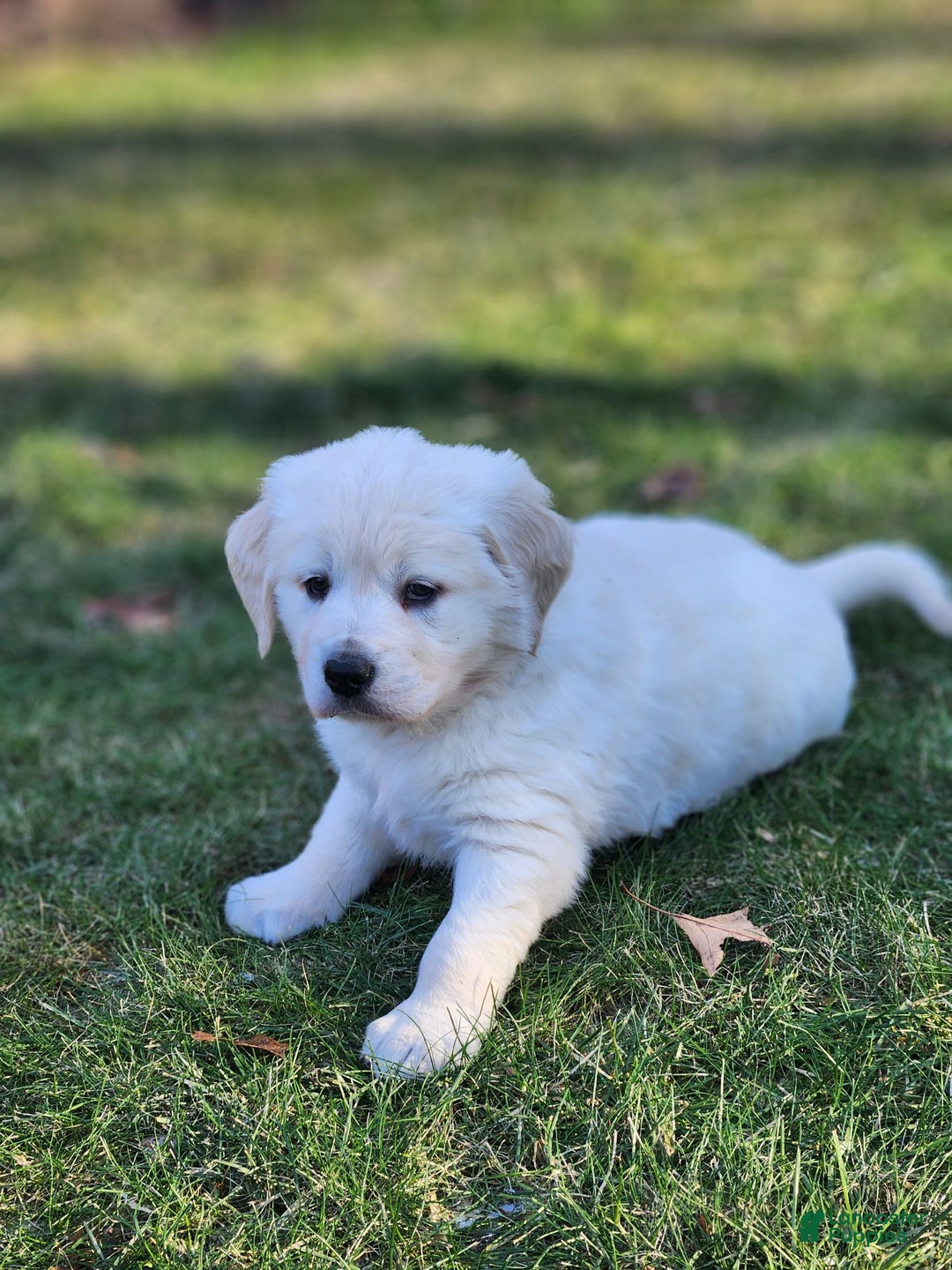 Golden Retriever dogs for sale: Chase - Ad 6