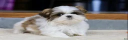 Shih Tzu dogs for sale: Wylee - Ad 10