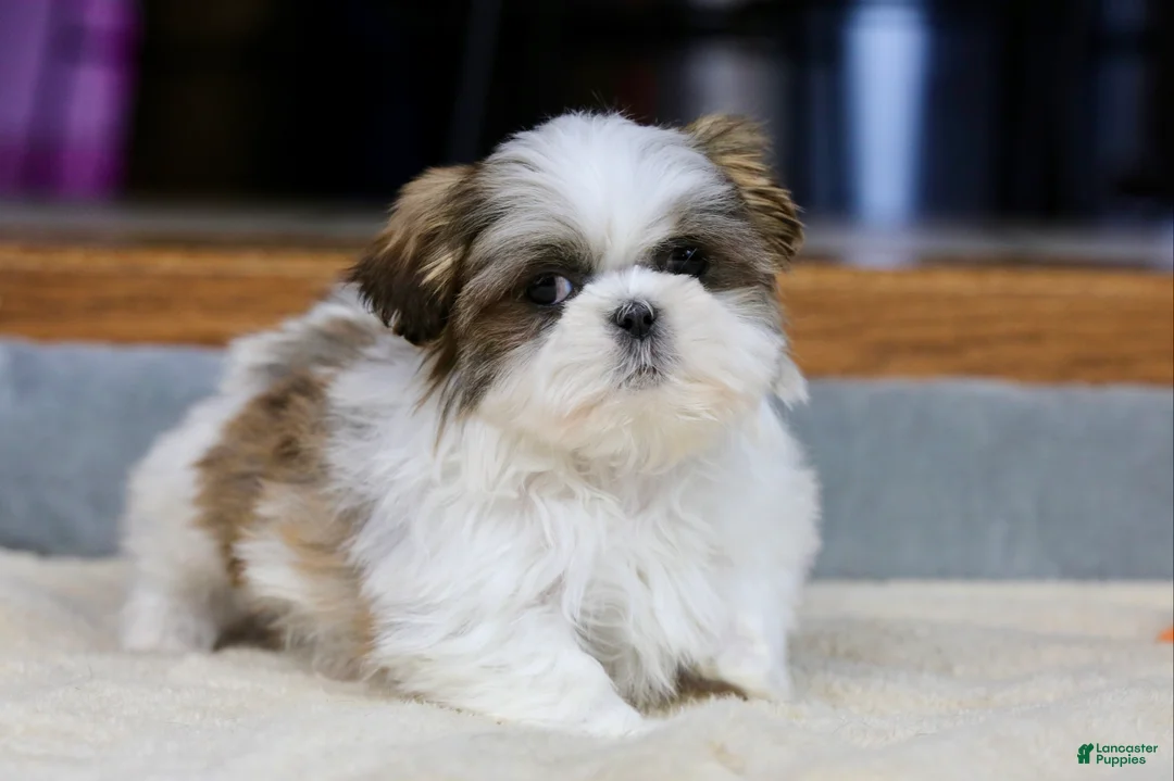 Shih Tzu dogs for sale: Wylee - Ad 10