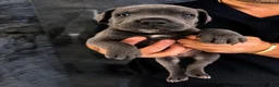 Cane Corso dogs for sale: Cane Corso 1 - Ad 1