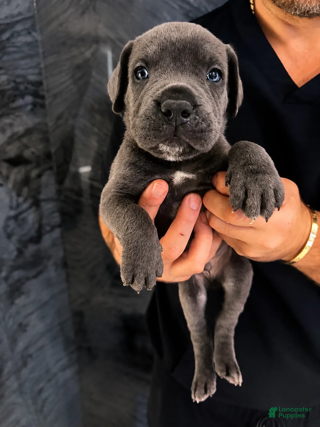 Cane Corso dogs for sale: Cane Corso 1 - Ad 1