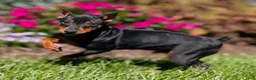 Miniature Pinscher dogs for sale: Spark - Ad 6