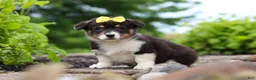 Welsh Corgi Pembroke dogs for sale: Nala - Ad 5