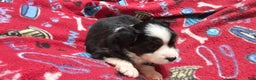 Miniature Australian Shepherd dogs for sale: Cake - Ad 3