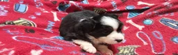 Miniature Australian Shepherd dogs for sale: Cake - Ad 3