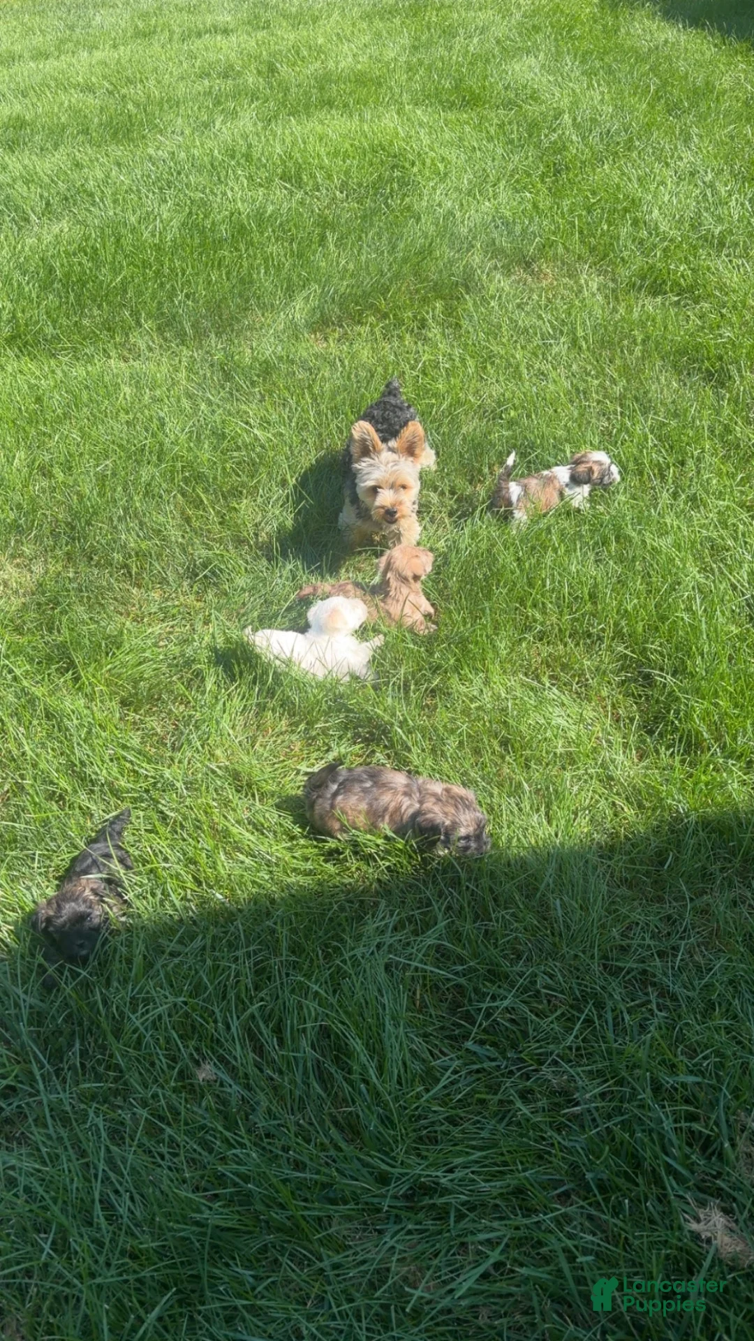 Mixed Breed dogs for sale: Mixed Breed 2 - Ad 5