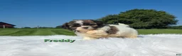 Shih Tzu dogs for sale: Freddie  - Ad 4