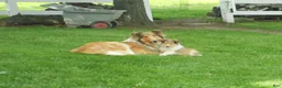 Collie dogs for sale: Agnes - Ad 5
