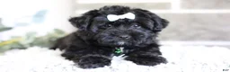 Yorkiepoo dogs for sale: Pixie - Ad 18