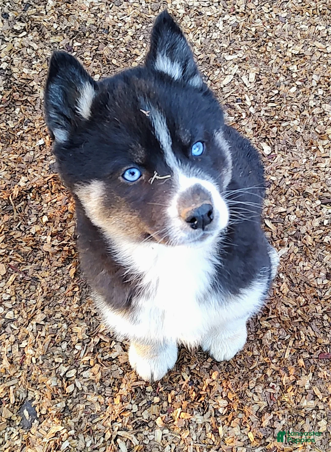 Siberian Husky dogs for sale: Siberian Husky Puppy 6 - Ad 2