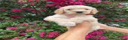 Goldendoodle dogs for sale: Mandy - Ad 6