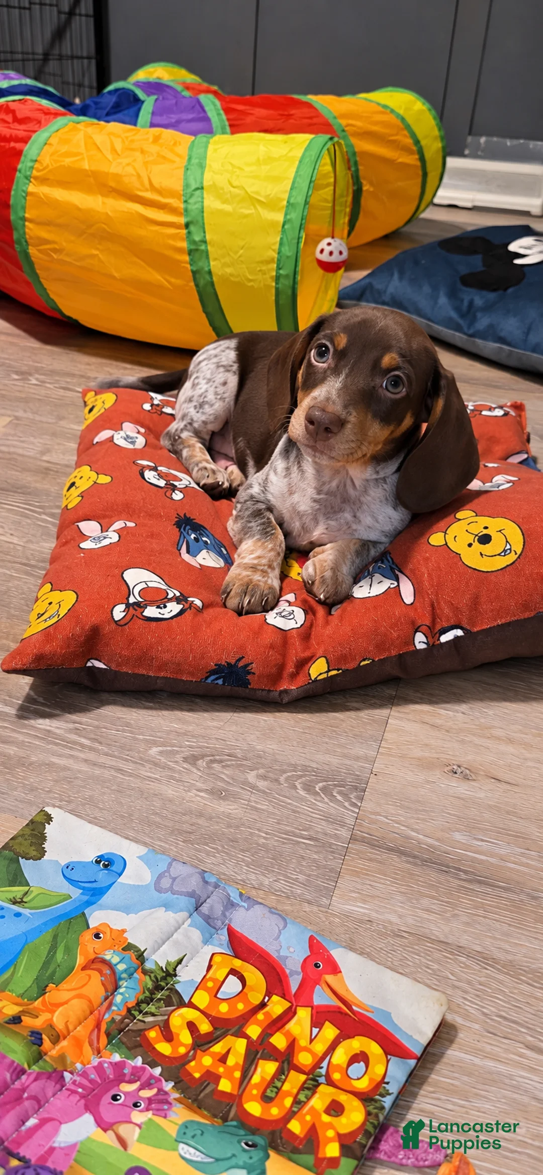Miniature Dachshund dogs for sale: Miniature Dachshund 1 - Ad 2
