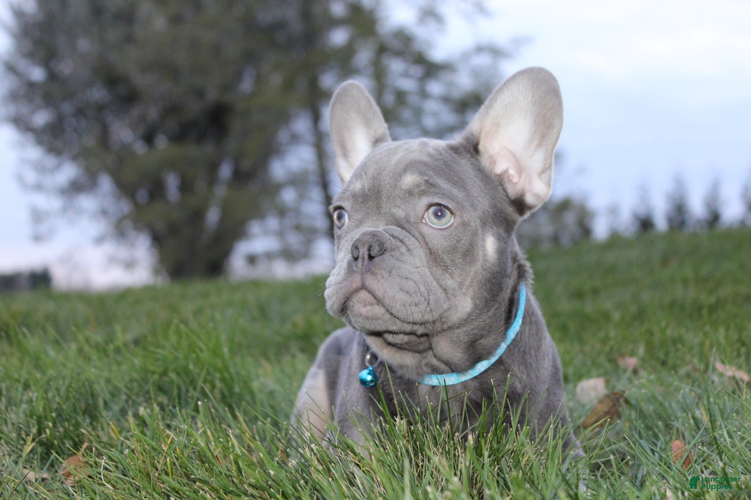 French Bulldog dogs for sale: AKC Jack - Ad 2