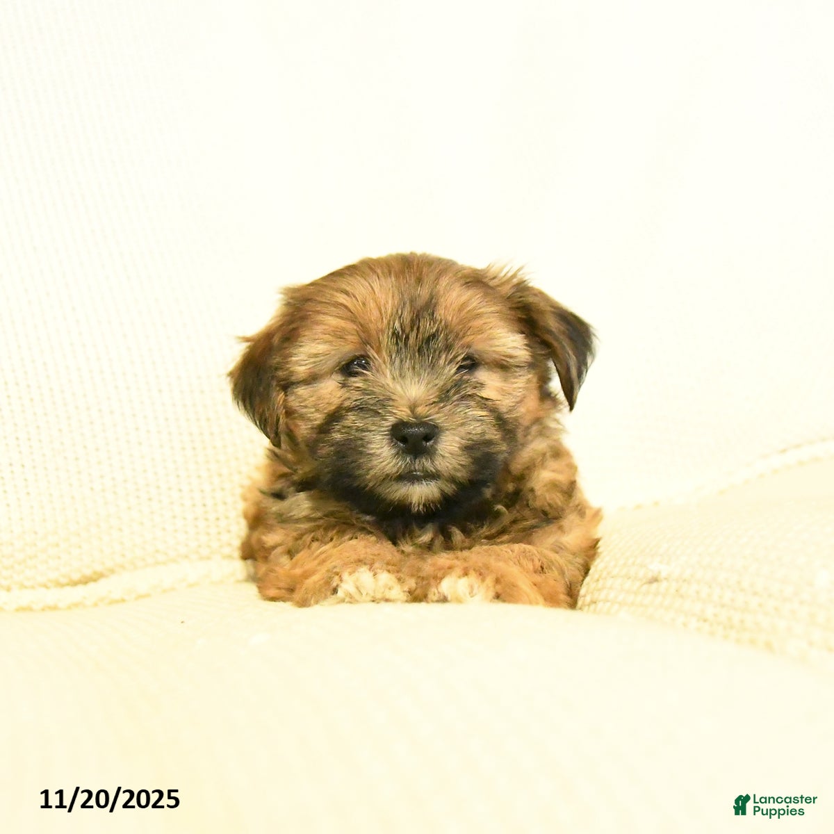 Yochon dogs Paige  - Ad 22