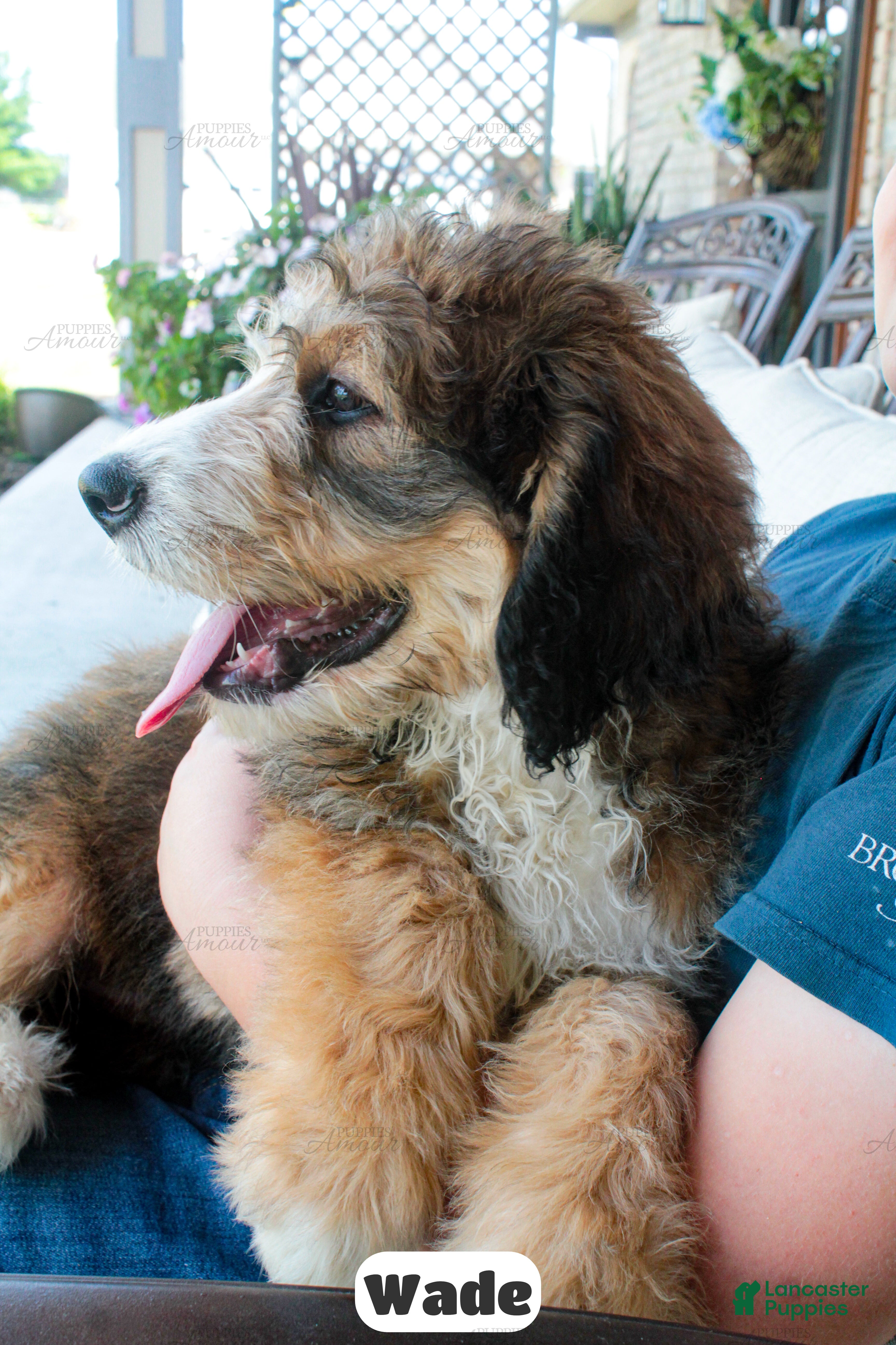 Bernedoodle dogs Wade - Ad 2