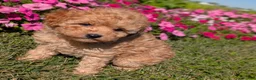 Toy Poodle dogs for sale: Toy Poodle 4 - Ad 2