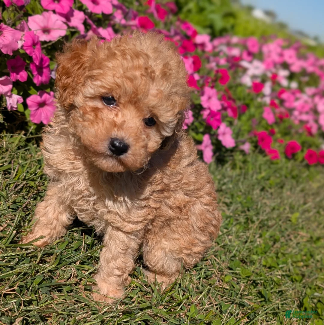 Toy Poodle dogs for sale: Toy Poodle 4 - Ad 2