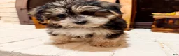 Morkie dogs for sale: 1 Greg - Ad 2