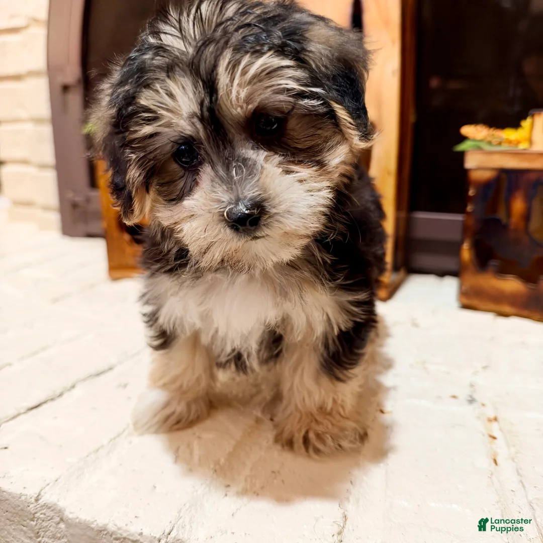 Morkie dogs for sale: 1 Greg - Ad 2
