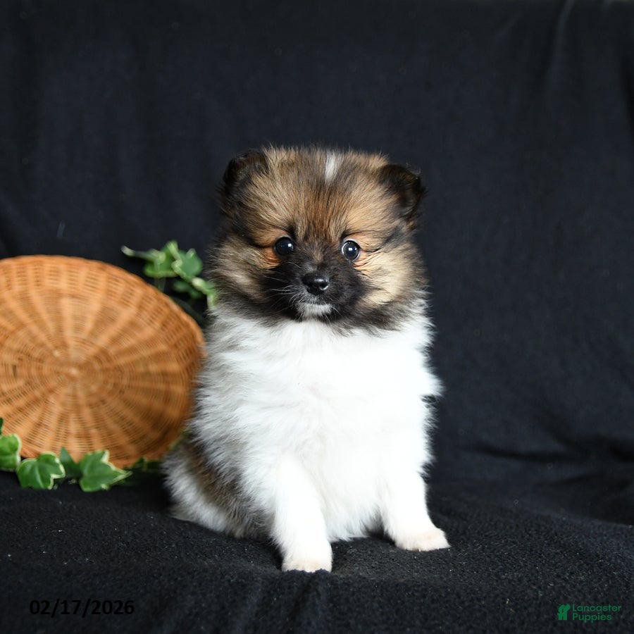 Pomeranian dogs Pixie - Ad 1