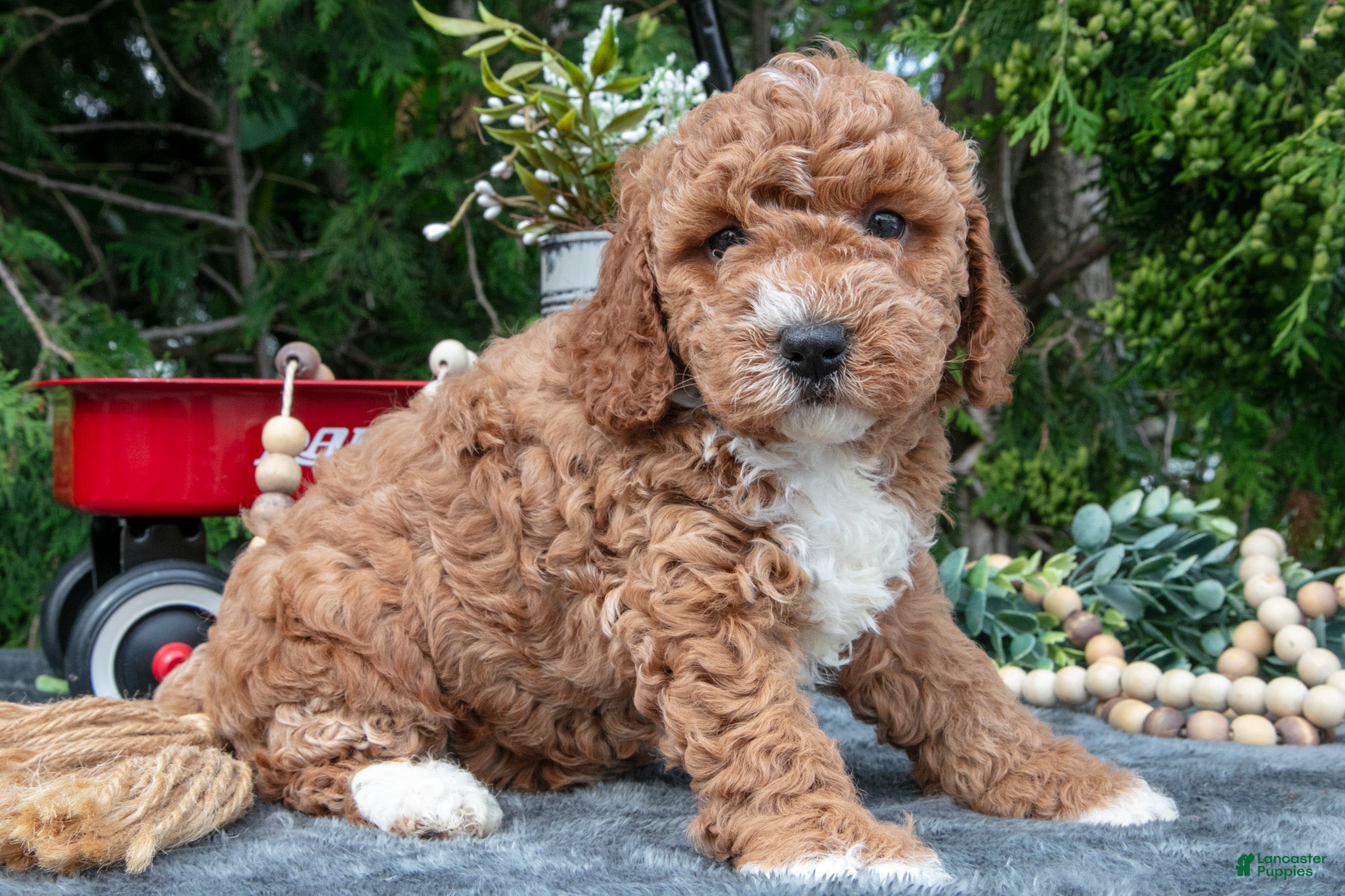 Cavapoo dogs Strawberry - Ad 1