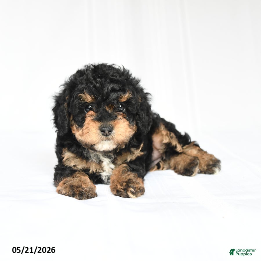 Toy Poodle dogs Kelly - Ad 2
