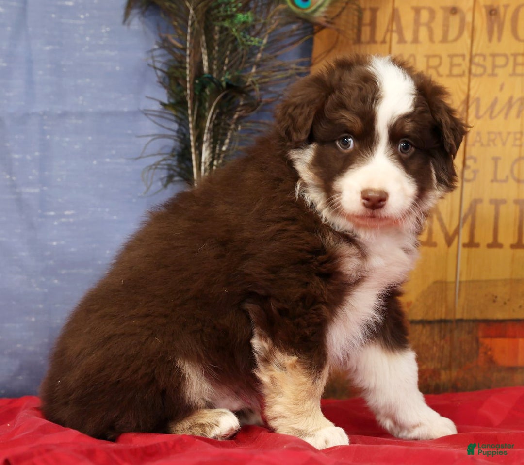 Miniature Australian Shepherd dogs for sale: Max - Ad 5