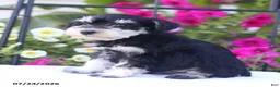 Miniature Schnauzer dogs for sale: Chris - Ad 4