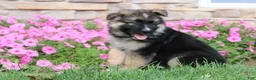 German Shepherd dogs for sale: Hunter - Ad 10