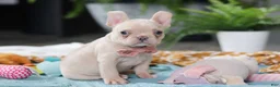 French Bulldog dogs for sale: Sofia - Ad 6