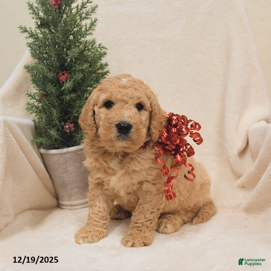Goldendoodle dogs Buck - Ad 4