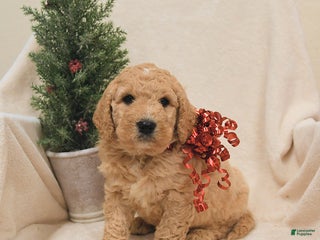 Goldendoodle dogs Buck - Ad 20