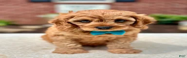 Cavapoo 1