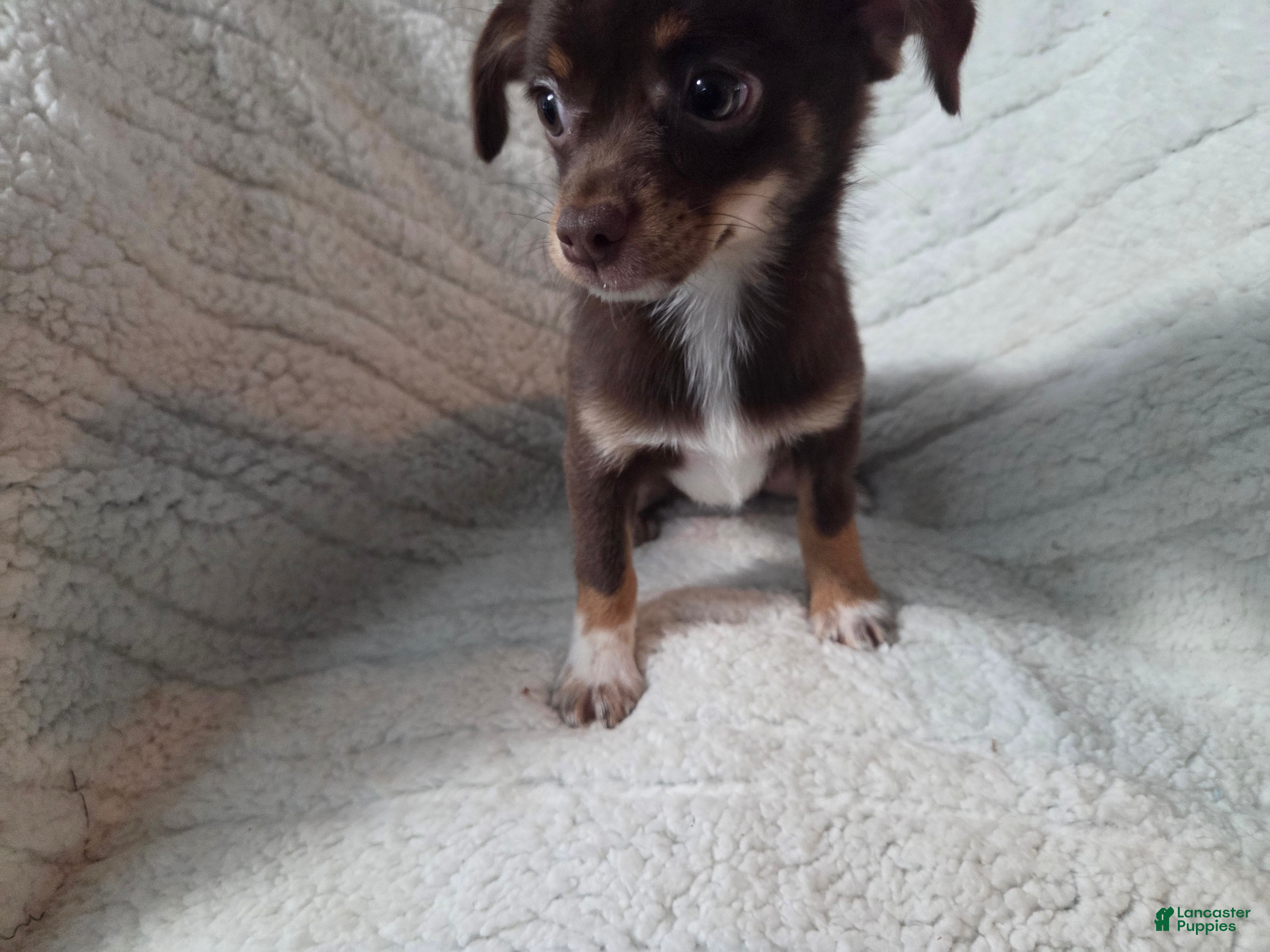 Chihuahua dogs Chihuahua 1 - Ad 1