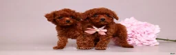 Toy Poodle dogs for sale: Elodie Red Teacup - Ad 12